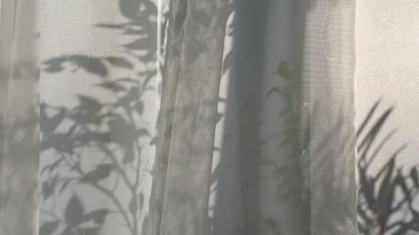 Stralen van de zon schijnen door de witte transparante tule. Er staan bloemen op het raam. langzame beweging van gordijnen uit de wind. — Stockvideo