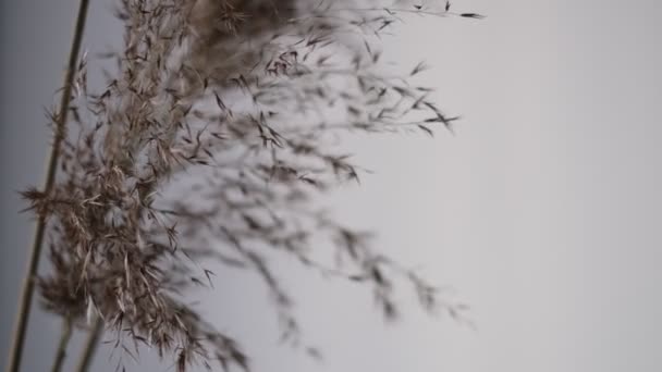 Pampas erba contro parete di noce pecan. Astratto sfondo naturale di piante morbide Cortaderia selloana in movimento nel vento. Scena luminosa e chiara di piante simili a piumini. — Video Stock
