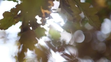 Sonbahar güneşi sarı yaprakların arasında parlıyor. Güneş ışınları yaprakların arasından süzülüyor. Ağaçların tepelerindeki yaprakların arasından süzülen güneş ışınları. Arkaplanda bulanık bokeh.