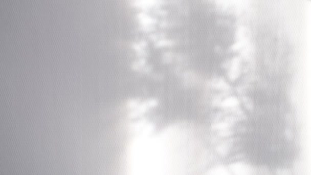 Transparente verschwommene Schatten des Pampasgrases Morgensonne Licht. für die Überlagerung auf Produktpräsentation, Hintergrund und Mockup. Abstrakter natürlicher Hintergrund weicher Pflanzen Cortaderia selloana, die sich im Wind bewegen — Stockvideo