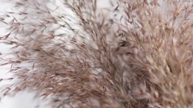 Pampa çimi fındık duvarına karşı. Rüzgarda hareket eden yumuşak bitkilerin soyut doğal arkaplanı Cortaderia selloana. Tüy tozu benzeri bitkilerin parlak ve berrak manzarası.