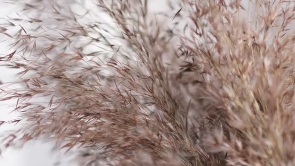 Pampa çimi fındık duvarına karşı. Rüzgarda hareket eden yumuşak bitkilerin soyut doğal arkaplanı Cortaderia selloana. Tüy tozu benzeri bitkilerin parlak ve berrak manzarası. — Stok video