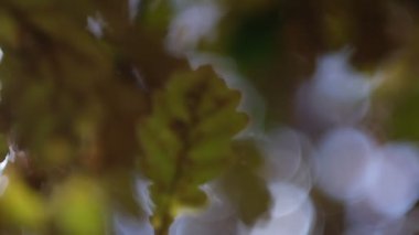 Sonbahar güneşi sarı yaprakların arasında parlıyor. Güneş ışınları yaprakların arasından süzülüyor. Ağaçların tepelerindeki yaprakların arasından süzülen güneş ışınları. Arkaplanda bulanık bokeh.