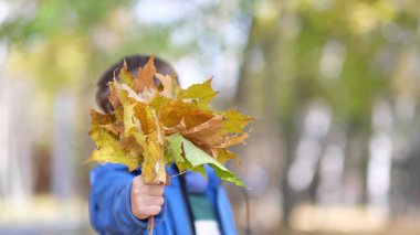 Çocuklar sonbahar parkında düşen yapraklarla oynuyorlar. Oğlan sonbahar yaprakları topluyor. Çocuğun elinde sarı bir akçaağaç yaprağı var..