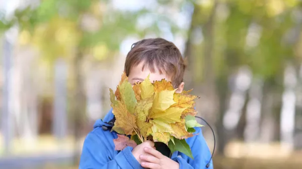As crianças estão brincando com folhas caídas no parque de outono. O rapaz colecciona folhas de Outono. Criança está segurando uma folha de bordo amarela. — Fotografia de Stock
