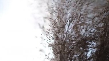 Pampa çimi fındık duvarına karşı. Rüzgarda hareket eden yumuşak bitkilerin soyut doğal arkaplanı Cortaderia selloana. Tüy tozu benzeri bitkilerin parlak ve berrak manzarası.