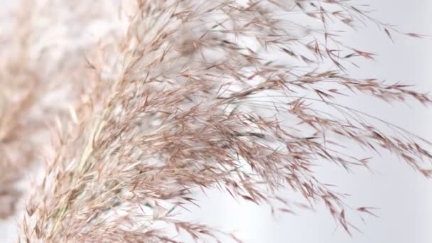 Pampasgras gegen Pekannuss. Abstrakter natürlicher Hintergrund weicher Pflanzen Cortaderia selloana, die sich im Wind bewegen. Helles und klares Bild von Pflanzen, die dem Staubwedel ähneln. — Stockvideo