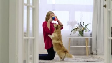Sahibi olan küçük köpek oynuyor ve eğleniyor. Genç bir kız evcil hayvanıyla yerde oturuyor. Arka planda Noel ağacı var. Yumuşak odaklanma. yumuşak seçici odak