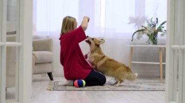 Sahibi olan küçük köpek oynuyor ve eğleniyor. Genç bir kız evcil hayvanıyla yerde oturuyor. Arka planda Noel ağacı var. Yumuşak odaklanma. yumuşak seçici odak