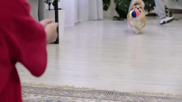 Malý pejsek si hraje s majitelem a baví se. mladá dospívající dívka sedí na podlaze se svým mazlíčkem. Vánoční stromek v pozadí. defokus — Stock video
