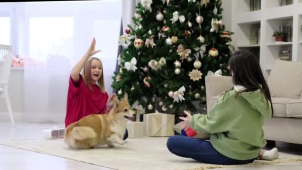 Liten corgi hund med två tonårstjejer som leker och har kul. Julgran i bakgrunden. mjukt selektivt fokus — Stockvideo