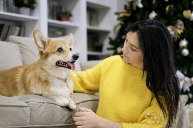 Sahibi olan küçük köpek oynuyor ve eğleniyor. Arka planda Noel ağacı var. Sarı örgü süveterli genç kız bir corgi köpeğine sarılıyor. yumuşak seçici odak