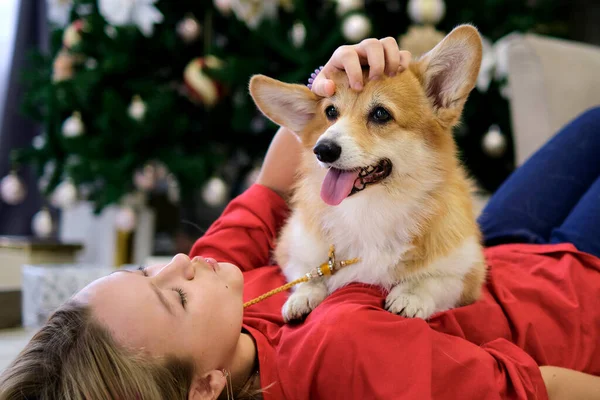 所有者と小さな犬が遊んで楽しんでいます。10代の少女がペットとソファに座ってた。背景にクリスマスツリー。選択的集中力が — ストック写真