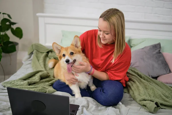 自宅のベッドで面白いコーギー犬とラップトップを持つ10代の女の子。居心地の良い職場、オンライン教育、 Eラーニングの概念。ノートパソコンとの距離通信 — ストック写真