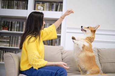 Sahibi olan küçük köpek oynuyor ve eğleniyor. Genç kız evcil hayvanıyla kanepede oturuyor. Arka planda Noel ağacı var. Yumuşak odaklanma. yumuşak seçici odak