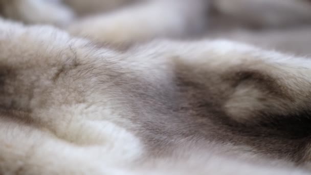 Luxurious mink fur texture close-up background. closeup the motion footage vide. — Video Stock