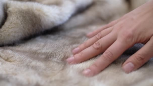 Luxurious mink fur texture close-up background. closeup the motion footage vide. — Video Stock