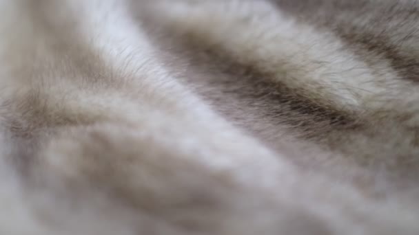 Lyxiga mink päls textur närbild bakgrund — Stockvideo