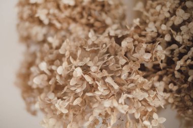 Kurumuş çiçeklerin çalısı. Kuru bir ortanca çiçeğinin dokulu arkaplanı.