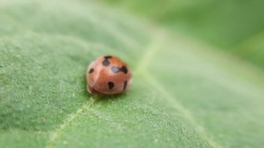 Uğur böceği bitki yaprağına tünemiş.