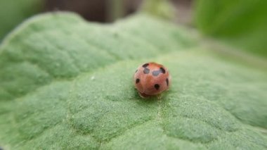 Uğur böceği bitki yaprağına tünemiş.