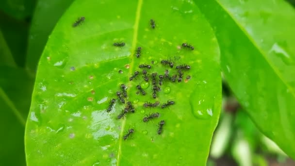 Yapraklarda Yiyecek Arayan Siyah Karınca Sürüsü — Stok video