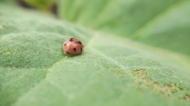 Uğur böceği bitki yaprağına tünemiş.