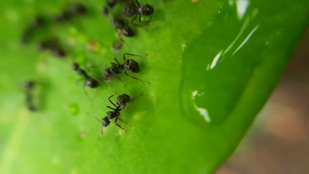 Svärm Svarta Myror Ett Fuktigt Grönt Löv — Stockvideo