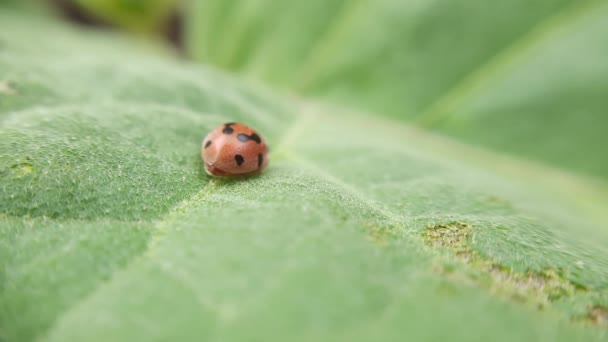 Ladybug Perching Plant Leaf — Stock Video