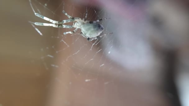 Μια Αράχνη Είναι Αναμονή Έναν Ιστό Αράχνης — Αρχείο Βίντεο