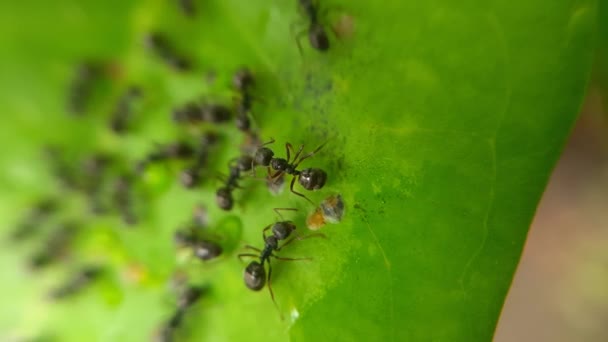 Czarne Mrówki Wędrujące Liściach Deszczowych Warunkach — Wideo stockowe