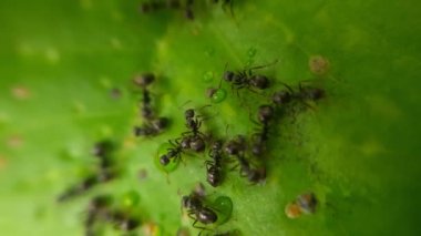 Yaprakların üzerinde çok sayıda siyah karınca var.