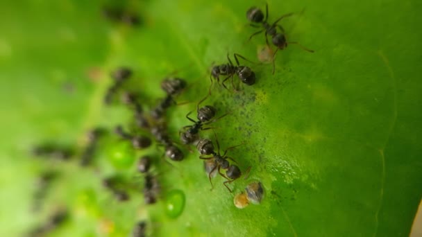 Rój Czarnych Mrówek Wędrujących Liściach Dzikich Owadów Zwierząt — Wideo stockowe