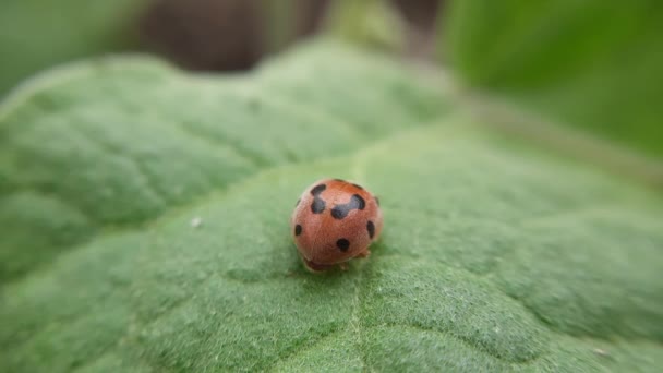 Ladybug Perched Leaf Wildlife Insect Animal — Stock Video