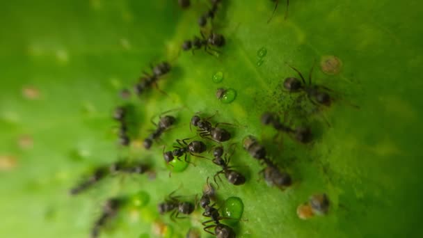 Colección Hormigas Negras Hojas Modo Primer Plano Fauna Animal Insecto — Vídeos de Stock