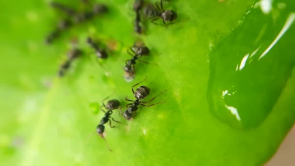Yağmurlu Koşullardan Sonra Yaprakların Üzerinde Dolaşan Siyah Karıncalar — Stok video