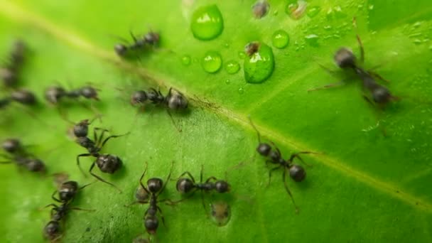 Zblízka Makro Pohled Zelený List Černého Mravence Pracujícího Listí Volně — Stock video