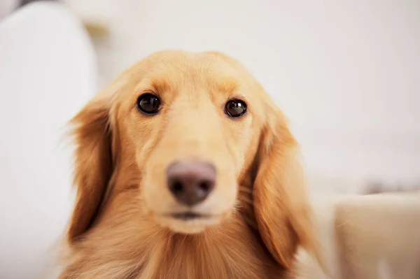 Dachshund Pies Chce Iść Spacer — Zdjęcie stockowe