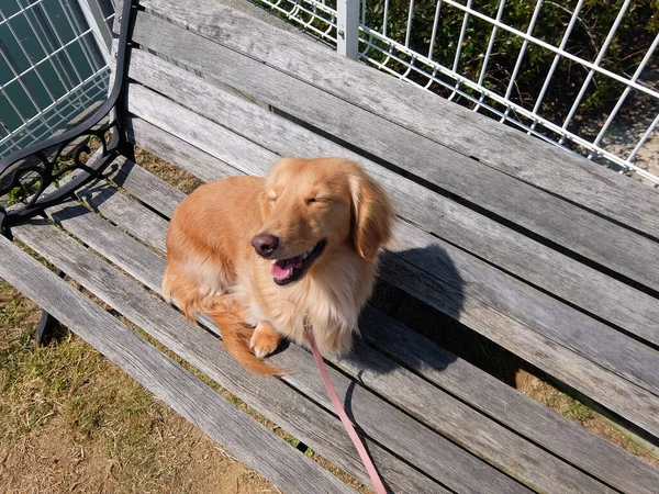 ベンチで笑うダックスフンドの犬 — ストック写真