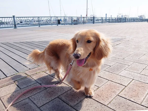 Taxshund Hund Promenader Yacht Hamnen — Stockfoto