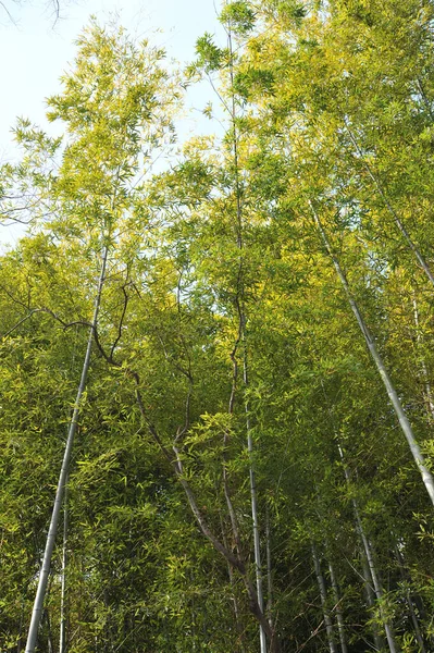 Arbusto Denso Bambú Verano — Foto de Stock