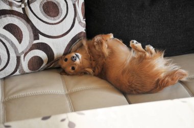 Dachshund kanepede dinleniyor.