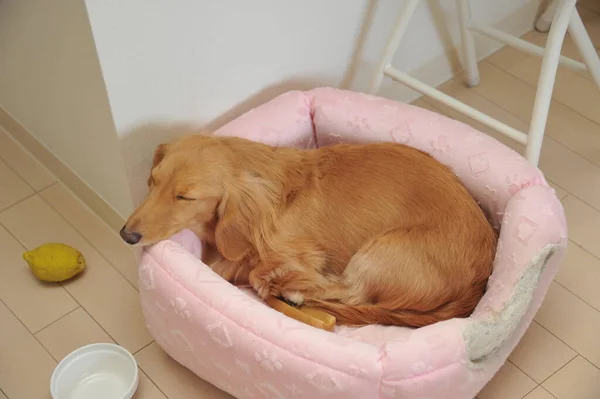 Dachshund Sleeping Sofa — 图库照片