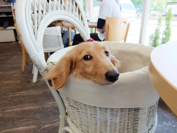 Dachshund Relaxing Chair — Stockfoto