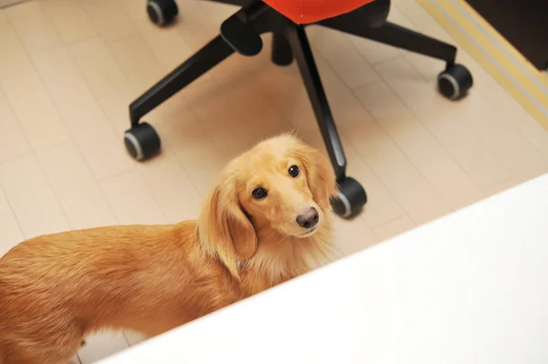 Dachshund Relax Office — Stock Fotó