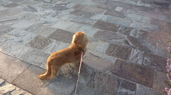 Visão Traseira Dachshund Paralelepípedos — Fotografia de Stock