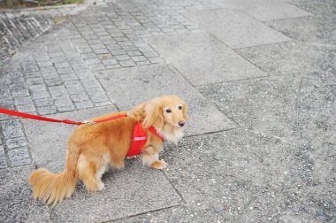 Dachshund sahibine bakıyor.