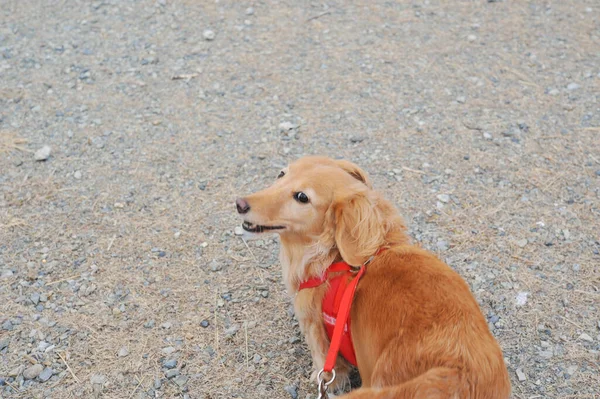 Dachshund Looking Owner — 图库照片