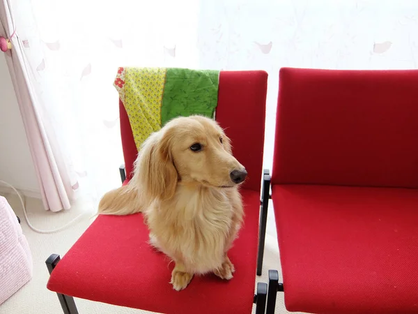 Dachshund Montando Una Silla — Foto de Stock