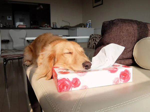 Dachshund sleeping with her chin on a tissue box